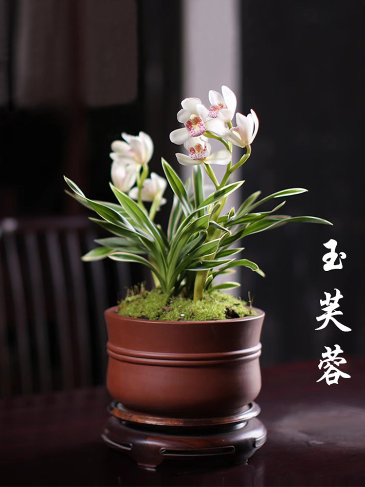 兰花苗 玉芙蓉金边大花蕙兰冬带花苞出售室内外绿植花卉盆栽草