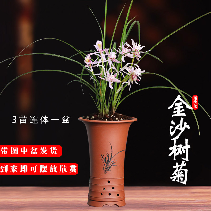 兰花苗 莲瓣兰金沙树菊 冬带浓香花苞出售好养花卉盆栽绿植