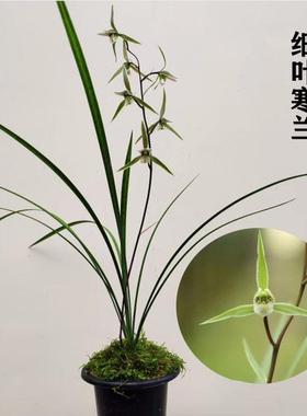 兰花苗细叶寒兰秋冬带花苞浓香型室内绿植花卉盆栽好养