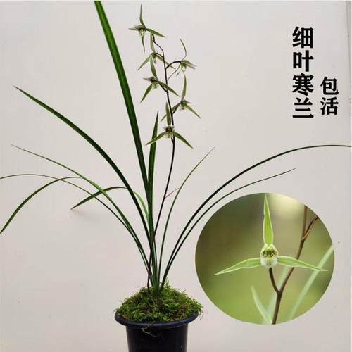 兰花苗细叶寒兰秋冬带花苞浓香型室内绿植花卉盆栽好养
