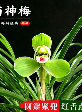 西神梅兰花苗春兰梅型水仙瓣盆栽