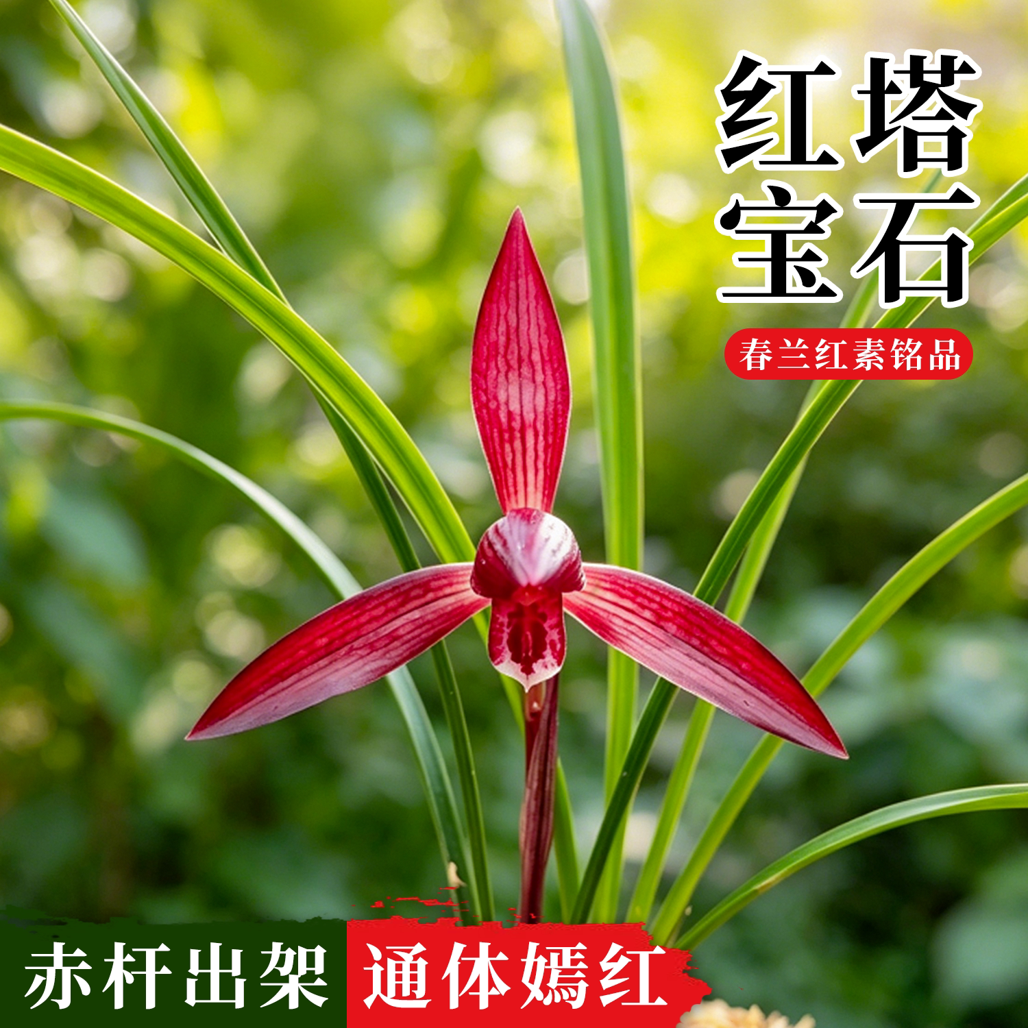 春兰红塔宝石兰花苗浓香好养花卉