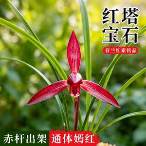 春兰红塔宝石兰花苗浓香好养花卉