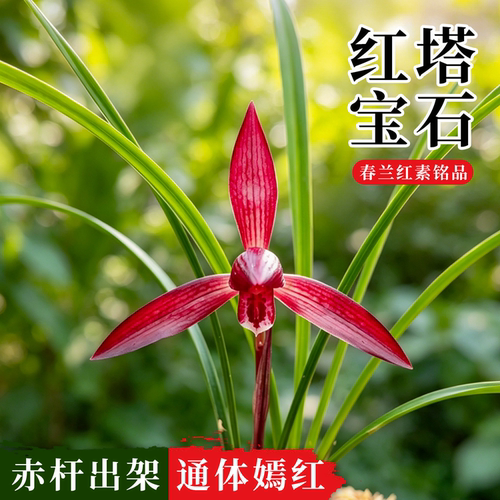 春兰红塔宝石兰花苗浓香好养花卉