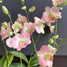 澳洲香水石斛兰懒人水蜜桃泼墨浓香室内阳台绿植花卉盆栽冬带花苞