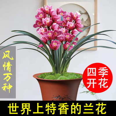 建兰四季开花名贵兰花苗