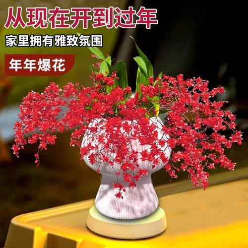 超香文心兰冬带多花苞兰花苗