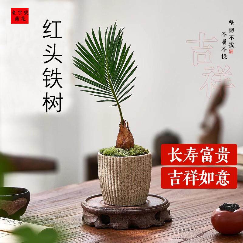 红头铁树小盆栽迷你好养易活