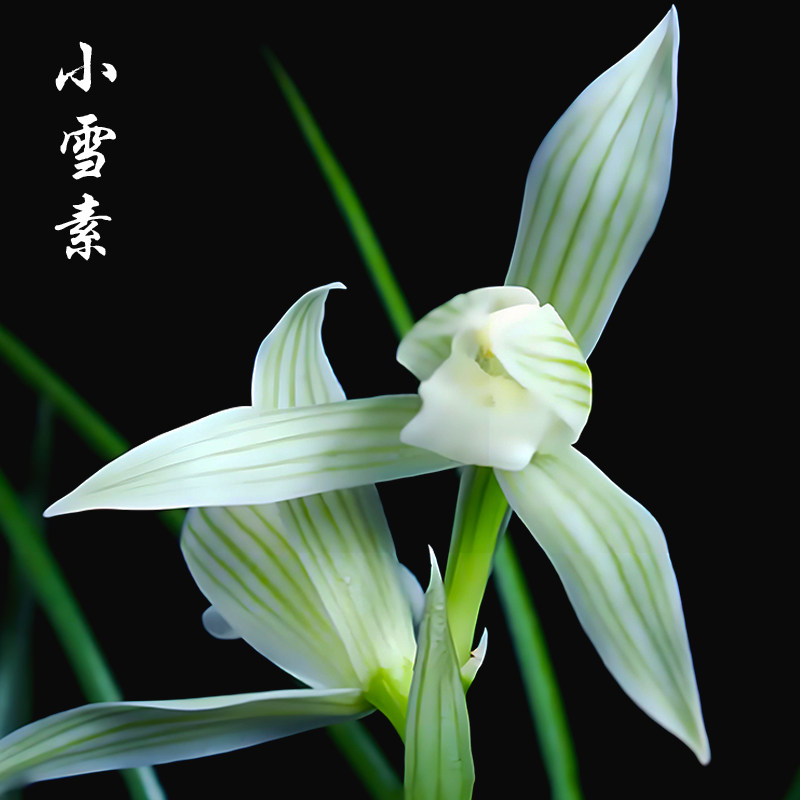 莲瓣兰素花小雪素兰花盆栽