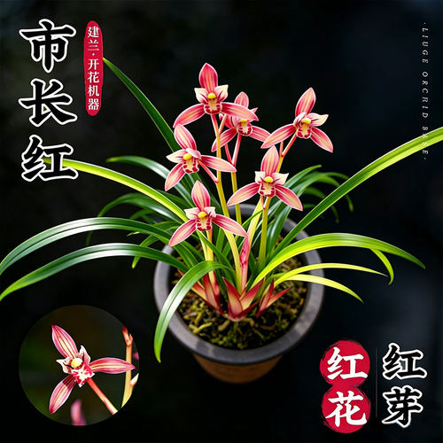 市长红盆栽带红芽浓香室内花卉