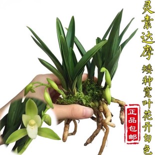 有香味的兰花苗 矮种建兰青叶灵素达摩 夏带花苞出售室内外花卉草