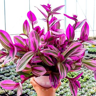 荷兰进口婚礼油画盆栽室内植物七彩玫红观叶紫露草进化吊兰防辐射