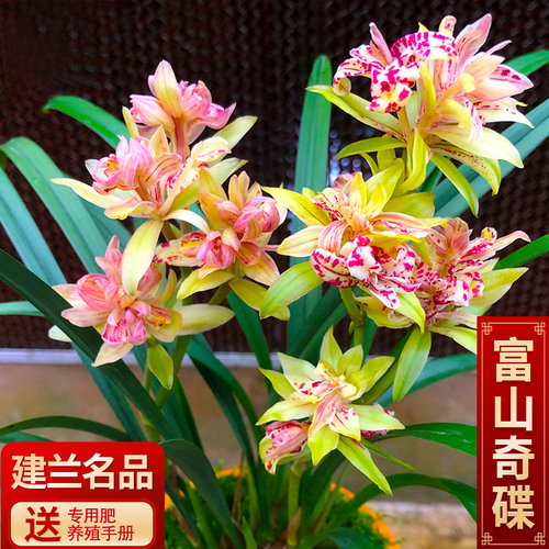 建兰兰花苗富山奇蝶四季兰