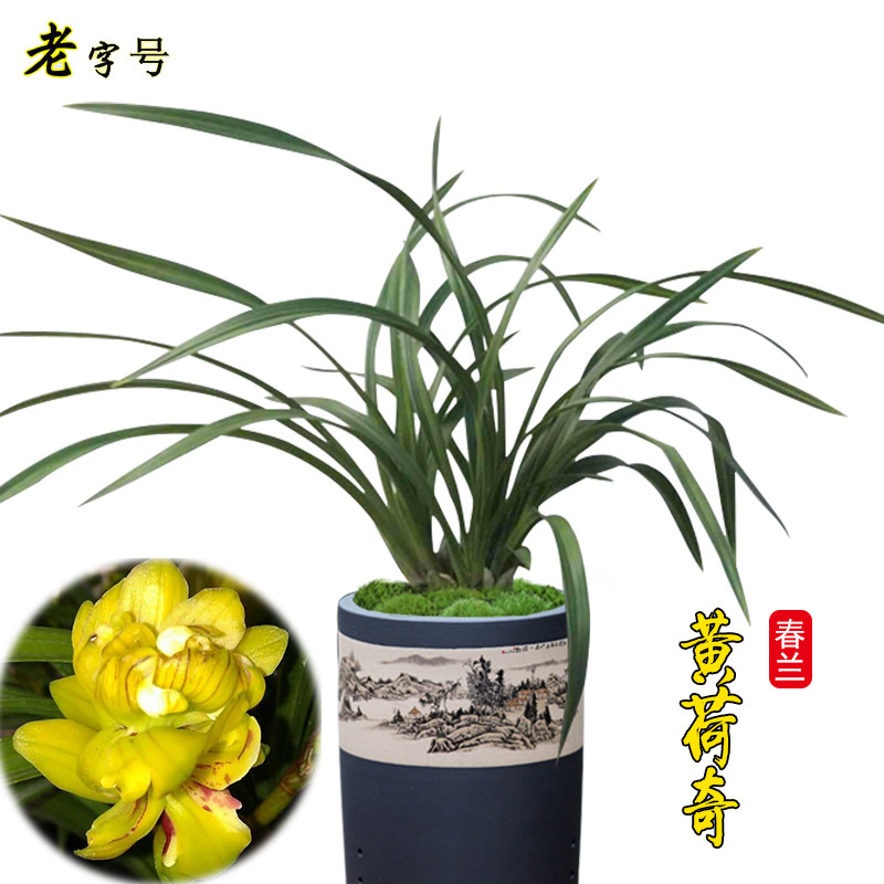 春兰兰花苗 黄荷奇 荷瓣黄色奇花易养办公室绿植花卉室内盆栽阳台