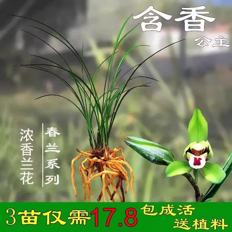 兰花苗春兰含香公主原生开花浓香