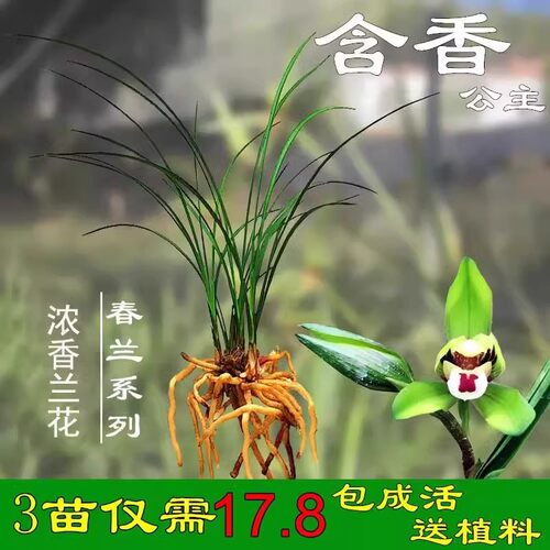兰花苗春兰含香公主原生开花浓香