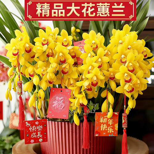 年宵花黄金岁月兰花盆栽