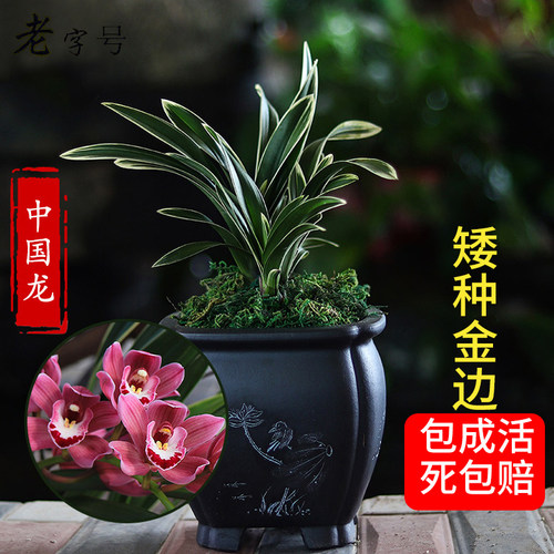 建兰金边矮种小中国龙
