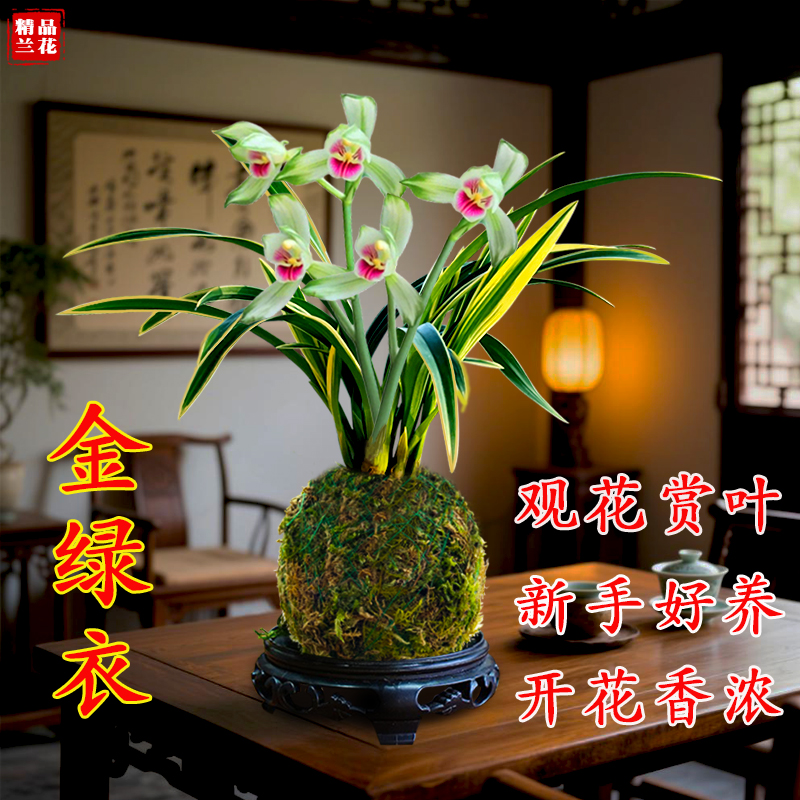 四季兰花苗建兰金枝玉叶开花浓香