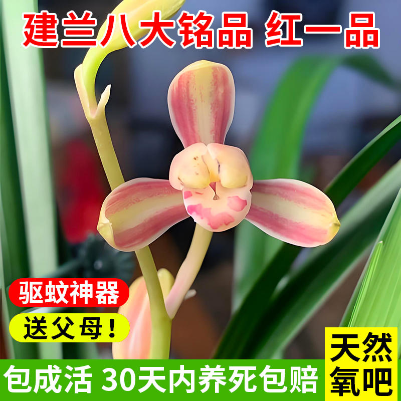精品建兰红一品兰花盆栽夏带花苞