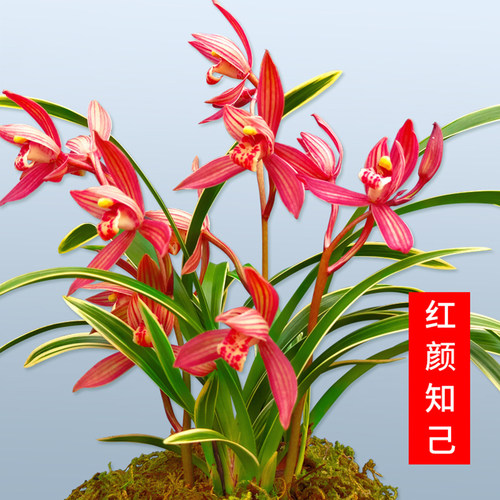 【名贵金边矮种建兰】红颜知己
