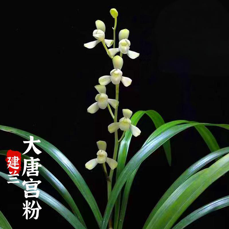 建兰大唐宫粉兰花盆栽秋带花苞