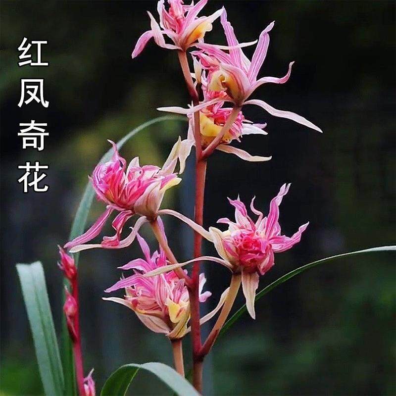 兰花苗 寒兰红凤奇花 现带花苞出售奇花珍品室内花卉好养盆栽