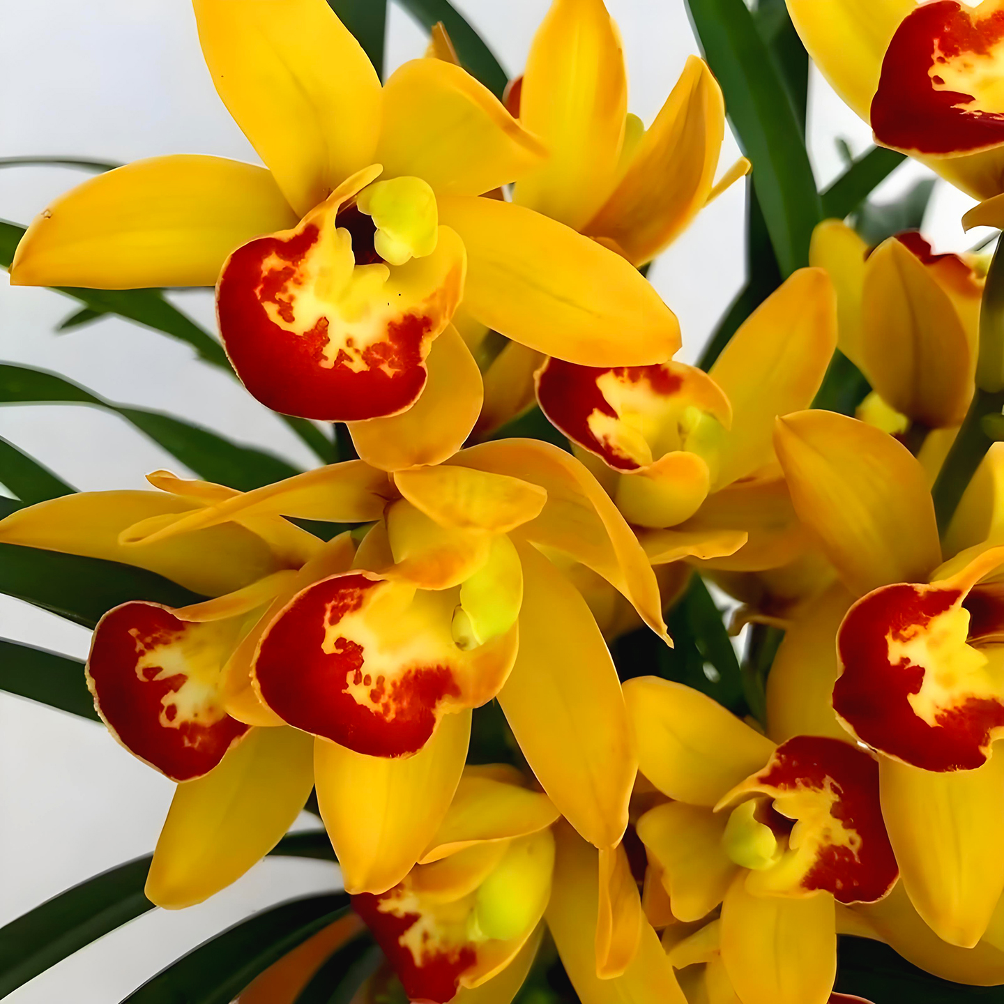 建兰金如意兰花盆栽浓香兰花苗