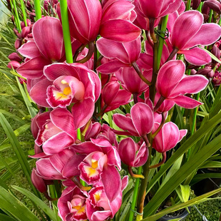 大花蕙兰大将军兰花盆栽现带花苞浓香好养名贵兰花苗基地绿植花卉