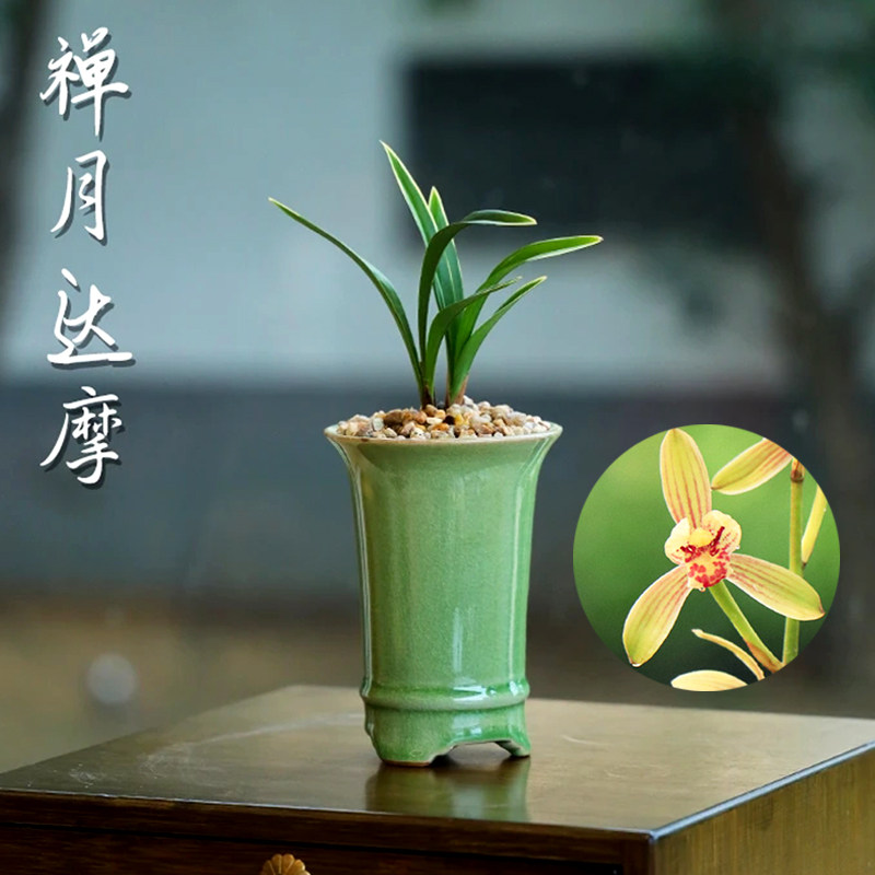 建兰禅月达摩兰花盆栽现带花苞精品兰花苗办公室阳台超香花卉绿植 - 实物图