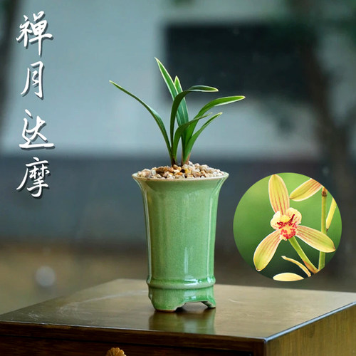 建兰禅月达摩兰花盆栽夏带花苞