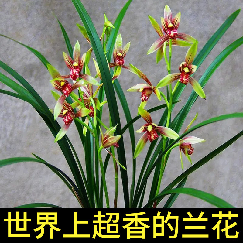 老字号兰花苗小国魂正品高档花建兰浓香兰草室内花盆栽花卉好养