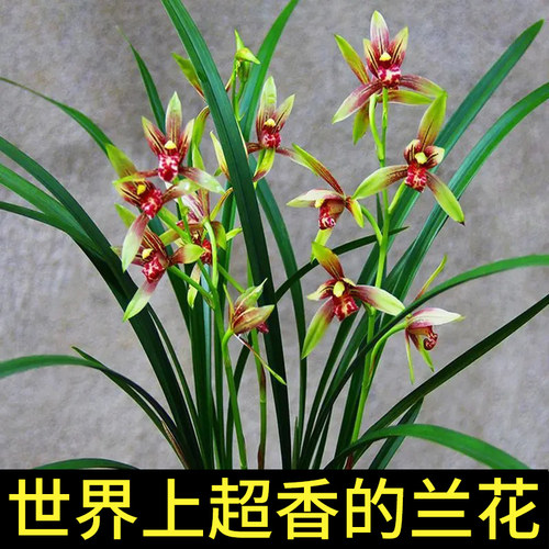 兰花苗小国魂正品高档花建兰