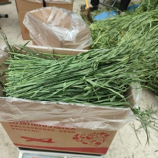 甘肃岷县提摩西草段兔子龙猫荷兰猪主粮幼兔草兔干草一箱净重750g