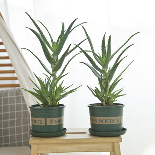 木立芦荟盆栽龙爪菊芦荟盆栽龙爪芦荟食用绿植木剑芦荟花苗除甲醛