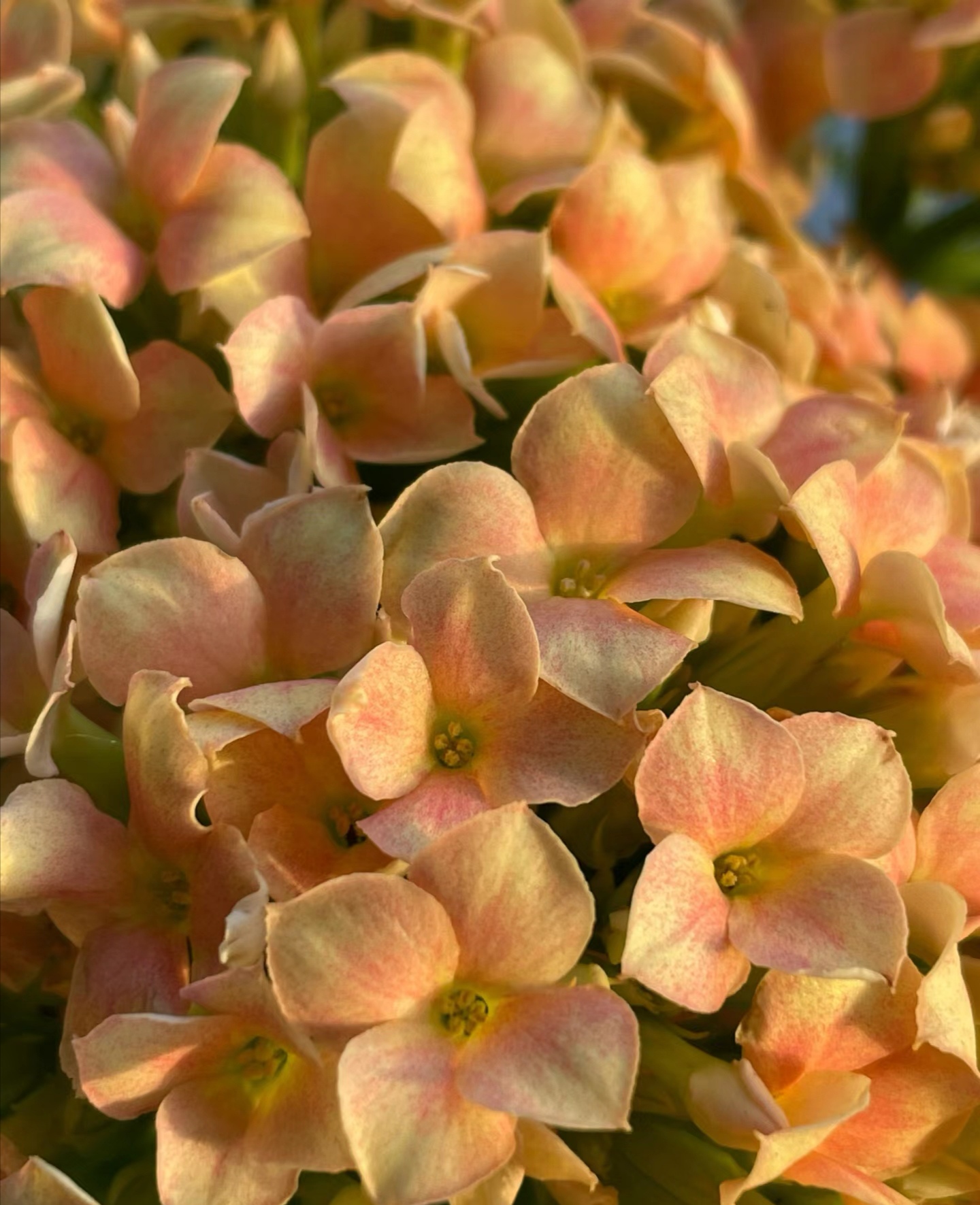 昊景单瓣文旦长寿花