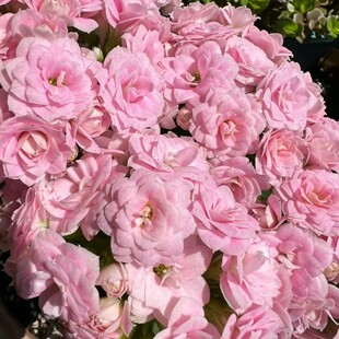 长寿花茱丽叶仙女粉重瓣带花苞室内外耐旱易上手桌摆多肉绿植盆栽