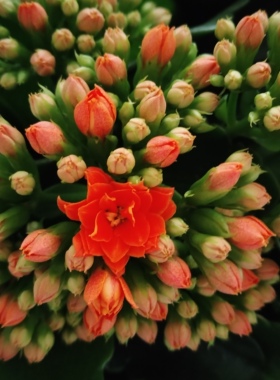 【130大盆重瓣】橙色长寿花