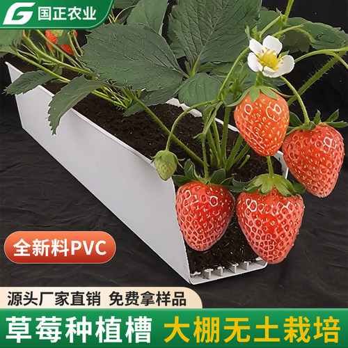 国正草莓种植槽厂家定制直发