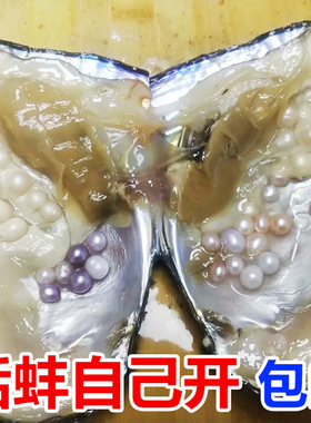 包邮珍珠母蚌海螺贝壳海星DIY手工自己开 可以取珍珠