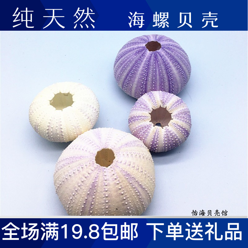 Dream Sea urchin natural Strongylocentrotus purpuratus originality gift Conch shell diy Pendants Decoration wedding decoratein the Home accessories , Creative Jewelry , Conch/Shell/Coral  category - from Buy2taobao.com to provide professional Taobao agent buy service