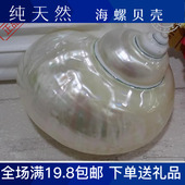 包邮 精品白玉螺炫白光泽地台装 饰收藏鱼缸造景海螺贝壳卷贝鱼珊瑚
