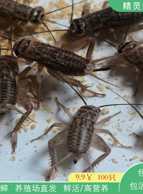 白蟋蟀活物蛐蛐针头油葫芦守宫爬宠食用活体饲料蝈蝈蜥蜴鱼鸟胡蜂