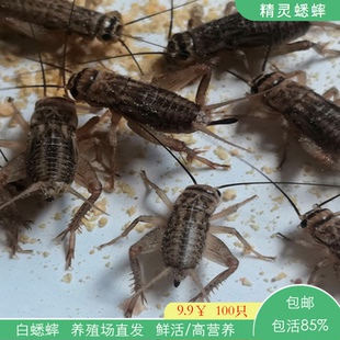 白蟋蟀活物蛐蛐针头油葫芦守宫爬宠食用活体饲料蝈蝈蜥蜴鱼鸟胡蜂