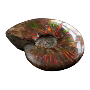 千蕊天然斑彩螺化石摆件菊石化石把玩原石手把件家居风水实物多款