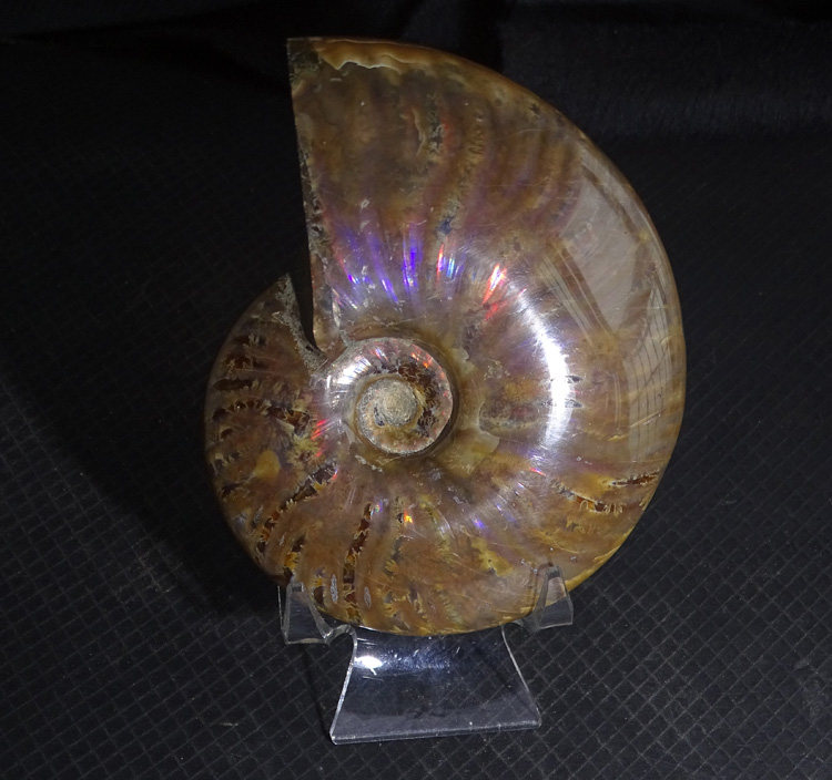 千蕊紫光红光双色斑彩螺玉化摆件螺化石摆件把玩手把件马达加斯加