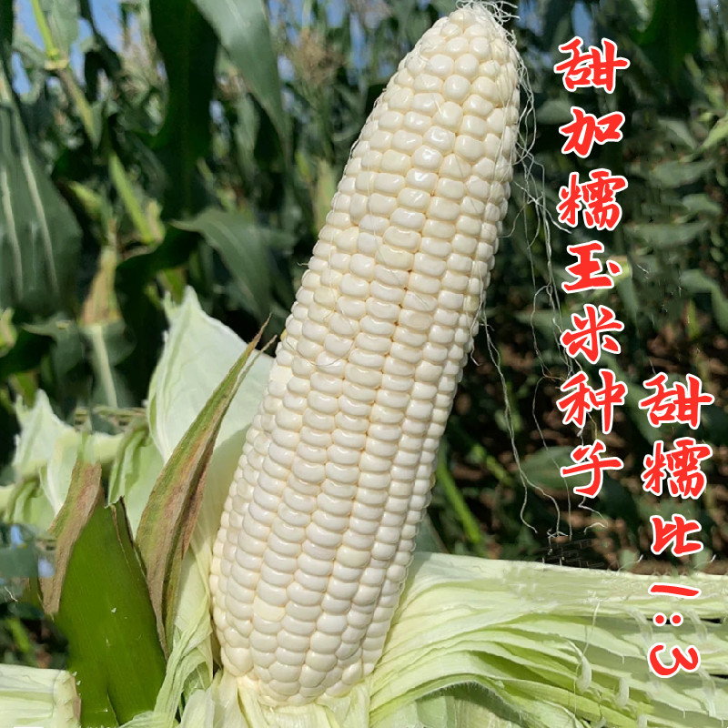 早熟白甜糯玉米种子高产杂交粘糯特大非转基因早春秋播玉米种籽孑