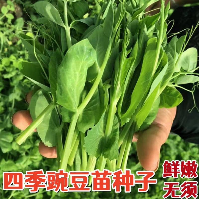 无须豌豆尖种子四季芽苗菜种籽