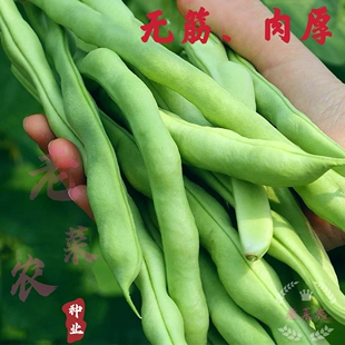 四季豆种子四倍体无筋架豆王芸豆扁豆九粒白芸豆早熟高产阳台农家