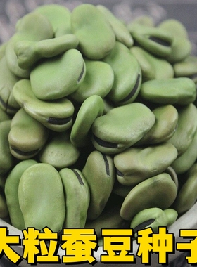 精选早熟蚕豆种子大粒罗汉豆农家胡豆高产大荚福豆大田四季播种籽